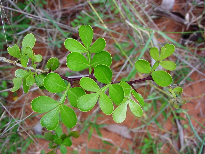 Limonia Acidissima Pdf