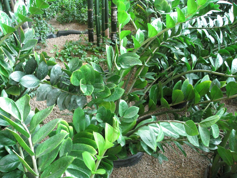 Уход за комнатными растениями zamioculcas emerald palms Уход за комнатными растениями zamioculcas emerald palms