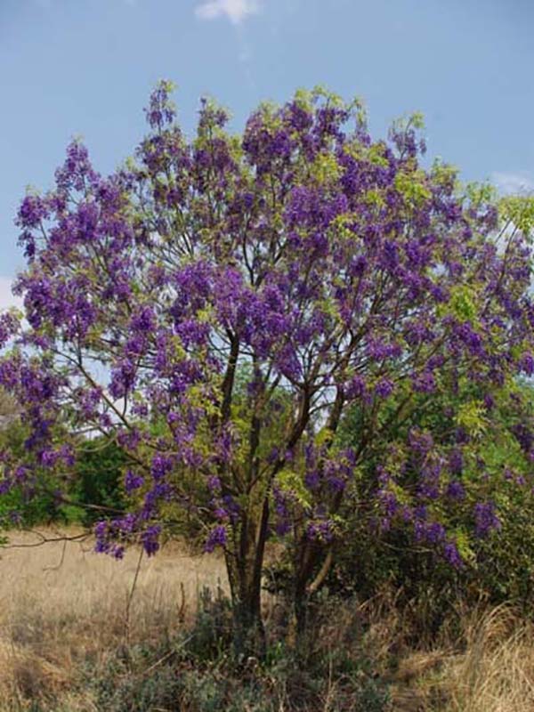 Plantekey